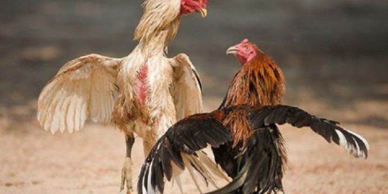 Các lời khuyên của chuyên gia Đá Gà Trực Tiếp